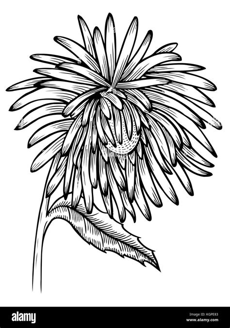 Black And White Aster Flower Isolated Hand Drawn Contour Lines And