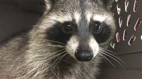 Wildlife Rehabilitation Center Saves Chunky Raccoon That Was Stuck In