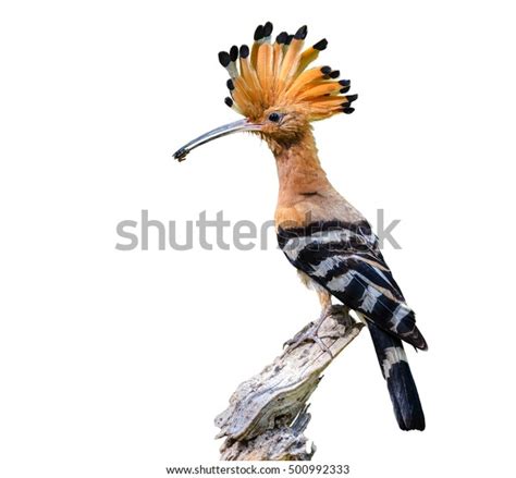 Common Hoopoe Eurasian Hoopoeupupa Epops Beautiful Stock Photo