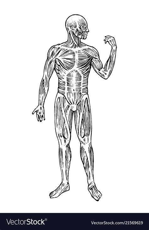 Human Anatomy Muscular And Bone System Male Body Vector Image