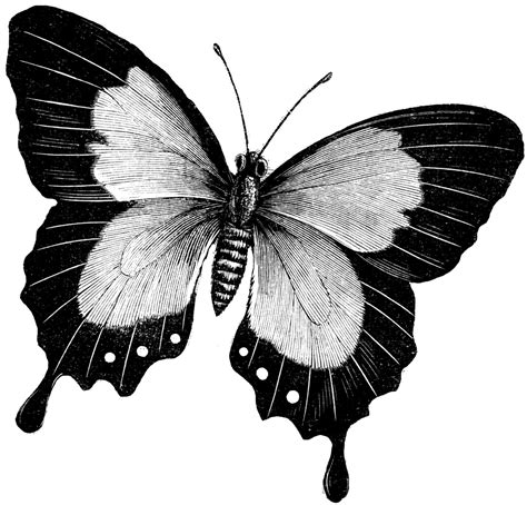 Butterfly Black Butterfly Art Drawings Butterfly Clipart Etc 