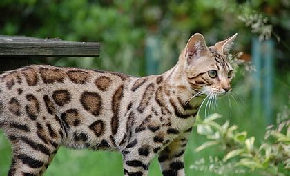 The prices of our bengal cats and kittens vary according to the color, markings and quality regarding the standards of the breed. Here is where to get bengal cats for sale, male bengal ...