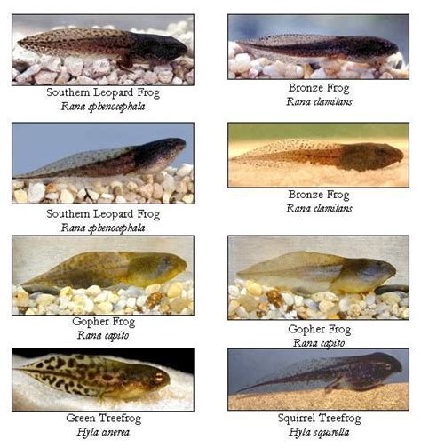 Tadpole Guide Can You Recognize A Frog Species In Its Polliwog Stage