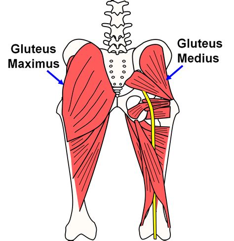 Glutes Muscle Diagram Sciatica Pain True Sciatica And Treatment