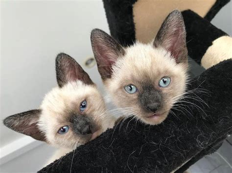 Siamese Kittens For Adoption