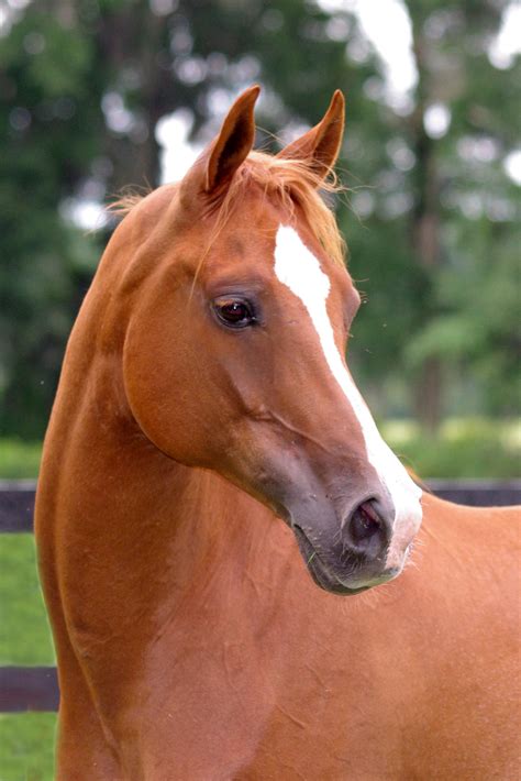 Arabian Horse Pentax User Photo Gallery