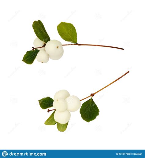 Set Of Snowberries Stock Photo Image Of Natural Botanical 131817392