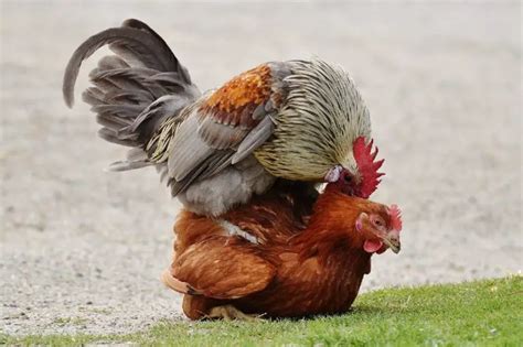 How Do Chickens Mate And Reproduce Facts You Didnt Know