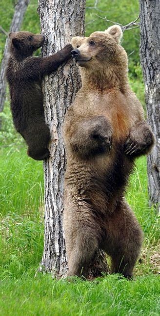 Grizzly Bear Cub Climbed The Tree To Get His Moms Nose