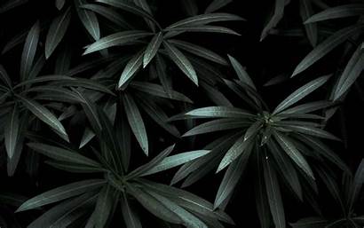 Leaves Plant Dark Shade Widescreen Wallpaperscraft