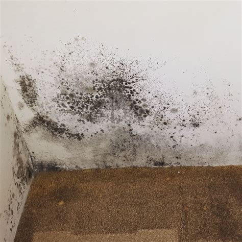 Può causare mal di testa, vertigini e problemi respiratori. Umidità e muffa in casa come sconfiggerle - Consigli ...