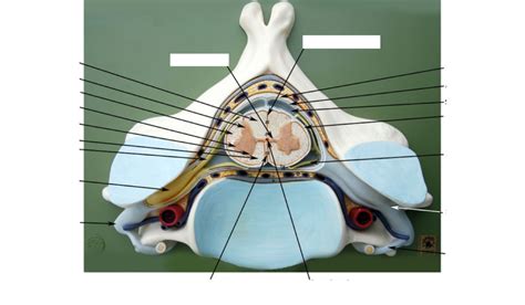 Cross Section Cervical Vertebra Diagram Quizlet