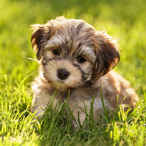 Breeders With Havanese Puppies For Sale In Texas
