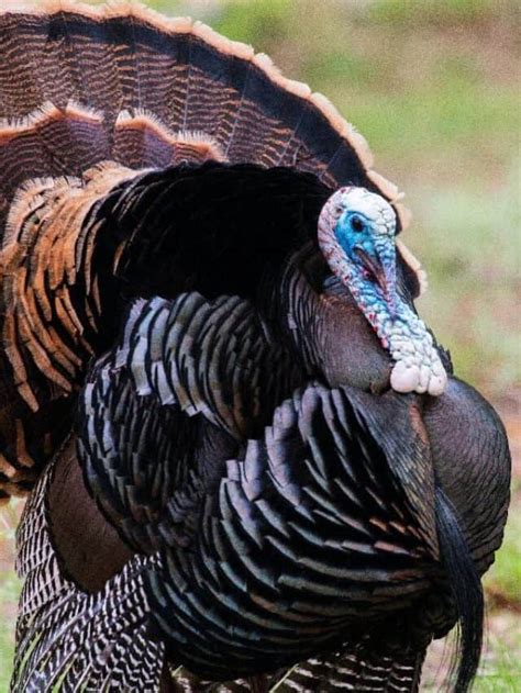 Male Vs Female Turkeys Spotting The Difference Az Animals
