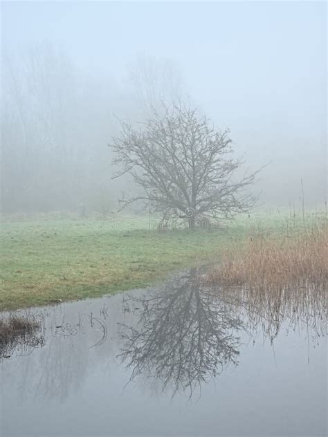 Misty Marsh Landscape In The Flemish Countryside Stock Image Image Of
