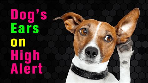 10 Sounds To Make Your Dogs Ears Stand Up Youtube