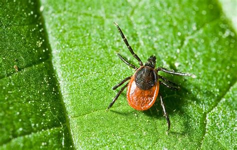 Blog 5 Things To Know About Lyme Disease