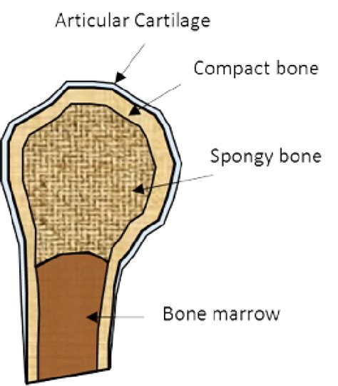 Thin layer of reticular ct lining internal marrow cavity. SCHEMATIC REPRESENTATION OF BONE STRUCTURE. | Download ...