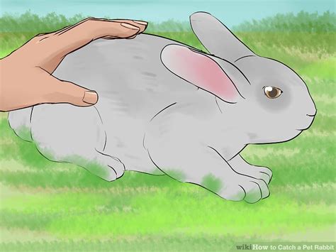 Either way, you have to make sure you it is not a good idea to catch a wild rabbit and try to make a pet of it, because their habits are somewhat different from domesticated (pet) rabbits. How to Catch a Pet Rabbit (with Pictures) - wikiHow