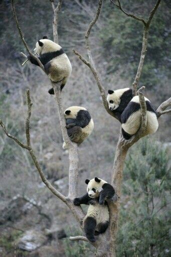Didnt Know Pandas Climbed Trees Panda Climbing Climb Trees Pretty