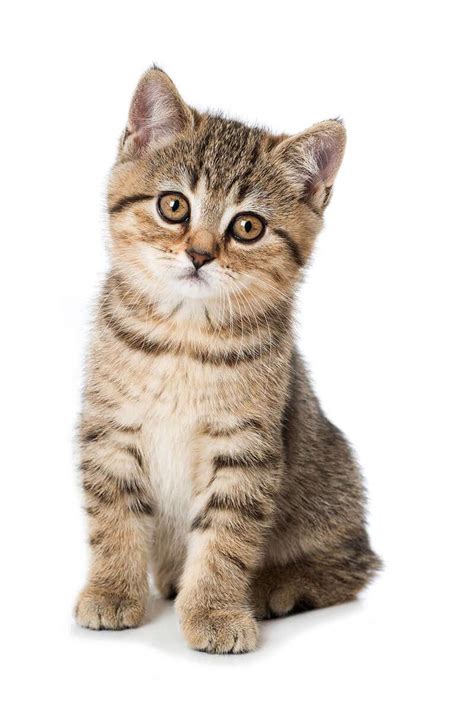 How To Look After A Kitten Your Complete Guide I The Discerning Cat