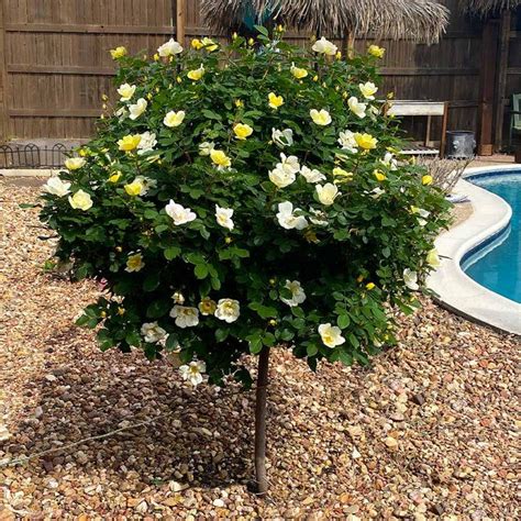 Sunny Knock Out Rose Trees For Sale Knockout