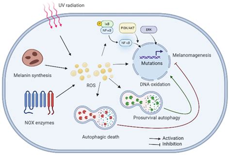 Role Of Ros‑mediated Autophagy In Melanoma Review