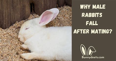 Why Do Male Rabbits Fall Over After Mating