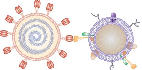 Cellular Nanosponges Used To Neutralize Sars Cov 2 Biocompare The