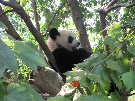 Giant Pandas Chengdu Research Center
