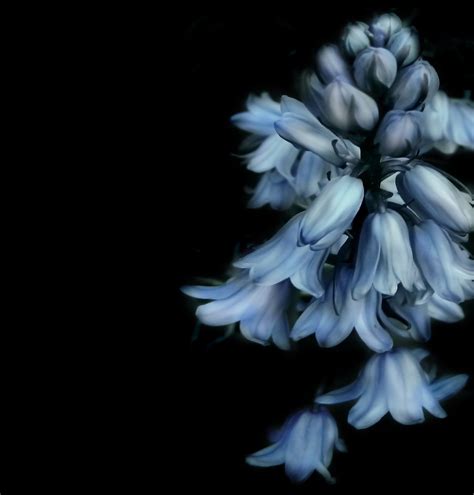 The blue sky with a white sun (chinese: Free Images : nature, black and white, petal, spring ...