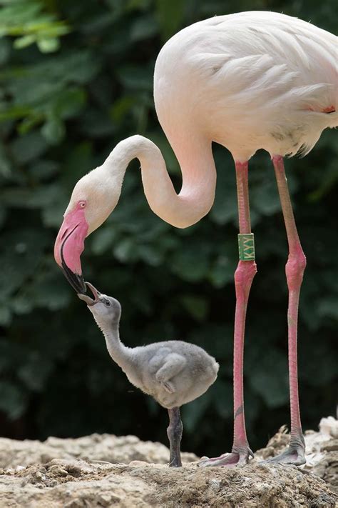 Zoo Vienna Has Tons Of Pink Flamingo Chicks Zooborns