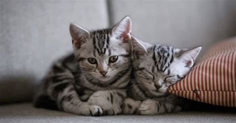 When to start feeding kittens? Leaving Two Kittens Home Alone (what age and for how long ...