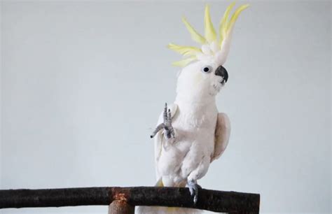 Science Shows That Snowball The Cockatoo Has 14 Different Dance Moves