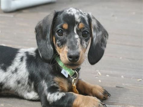 Find dachshund in dogs & puppies for rehoming | find dogs and puppies locally for sale or adoption in canada : The Dapple Dachshund: A Truly Unique Looking Animal ...