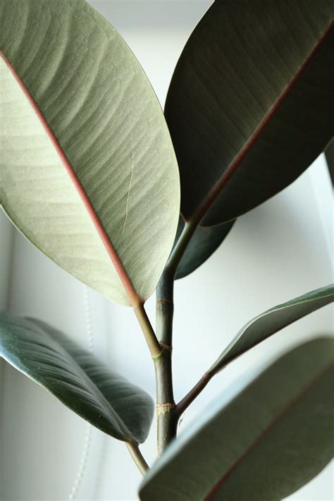 How To Care For A Rubber Tree Plant Outdoors Without Complications
