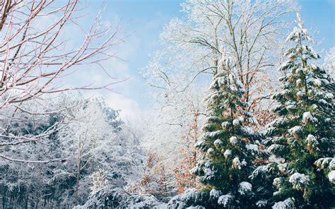 Green Pine Trees During Snow Season Imac Wallpaper Download