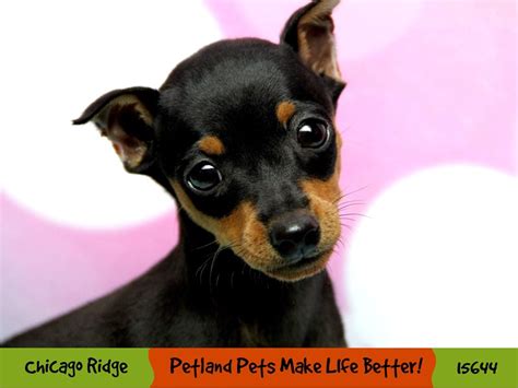 Miniature Pinscher Dog Female Black Rust 2897569 Petland Chicago Ridge