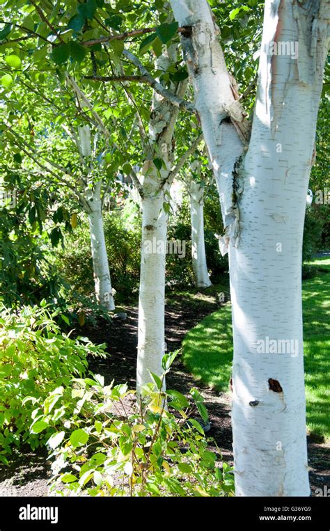 White Bark Birch Trees Planted Along Garden Edge Eugene Oregon Stock