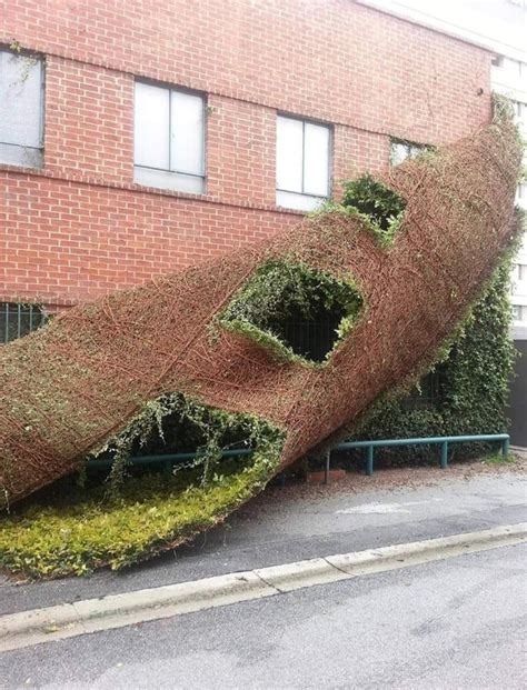 Ivy Being Pulled Off Of A Building Interestingasfuck