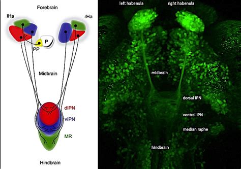 Laboratory Of Translational Neurogenetics Cibio Centre For Integrative Biology