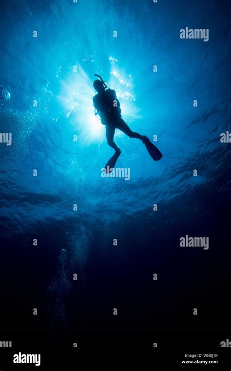 Person Scuba Diving Undersea Stock Photo Alamy