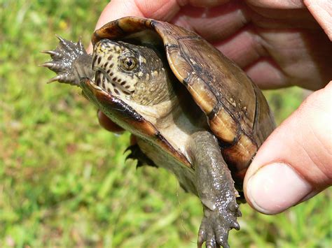 Fascinating Facts About The Snapping Turtle Common Mud Turtle Images