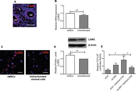 Expression Of Lgr5 In Emscs And Endometrial Stromal Cells A Download Scientific Diagram