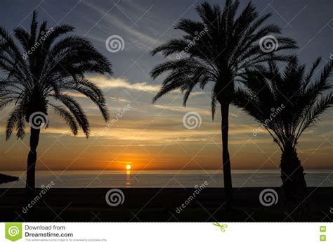 Beach Palm Tree Sunset View Summer Nature Scene Stock