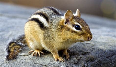 Interesting Facts About Chipmunks Random Fun Facts
