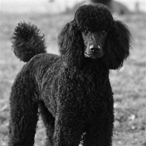 Pin On Group Poodles Best Dogs Ever
