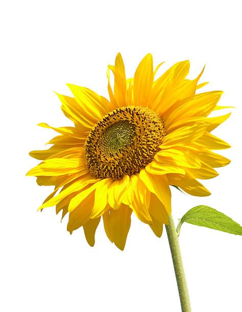 47200 Single Sunflower Stock Photos Pictures And Royalty Free Images
