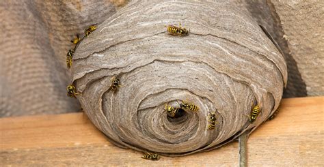Why Do Wasps Build Nests Natural History Museum