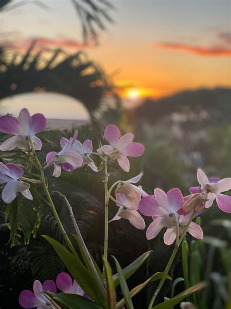 Embrace the Aloha Spirit: A Guide to Hawaiian Flowers and How to Wear